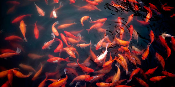 Goldfish, Asia