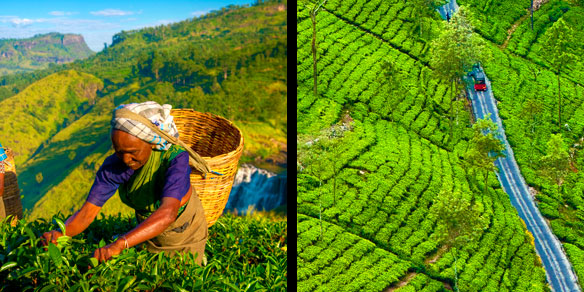 Tea harvest and tea plantations in the highlands, Sri Lanka