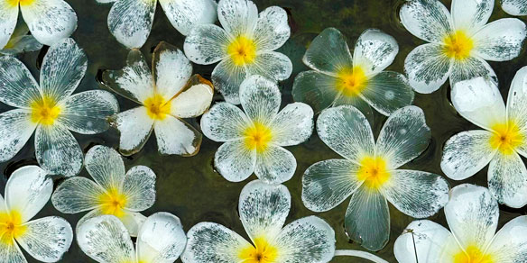 Frangipani flowers floating in water, Sri Lanka