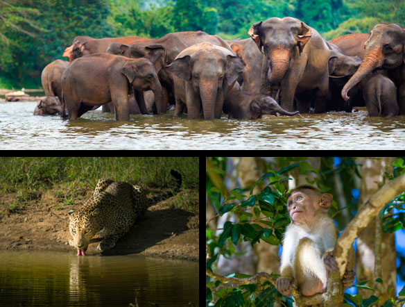 Elephants, Leopard and baby monkey, Wilpattu National Park, Sri Lanka